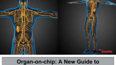 Organ-on-chip